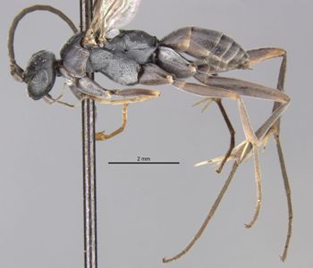 Media type: image;   Entomology 25907 Aspect: habitus lateral view